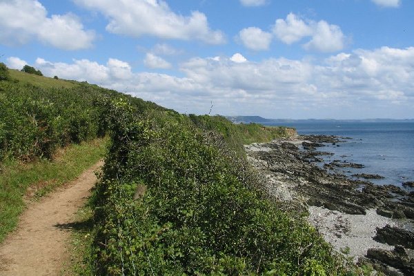 samphire Photo