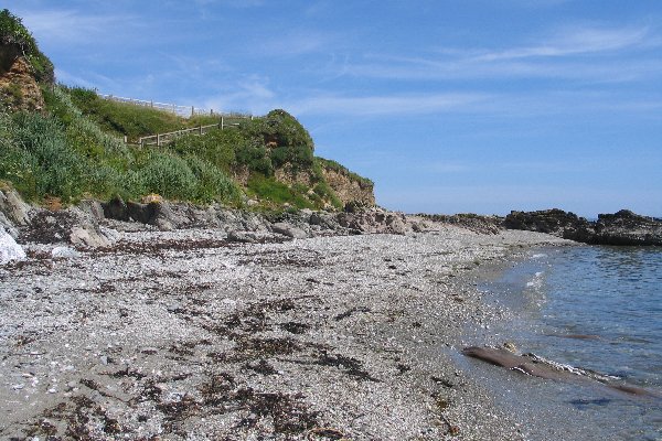 samphire Photo